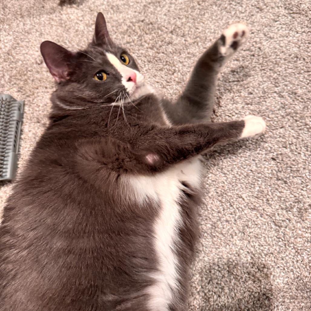 Hattie Mae, a Adoptable Domestic Short Hair in Nashville, TN image 1/6