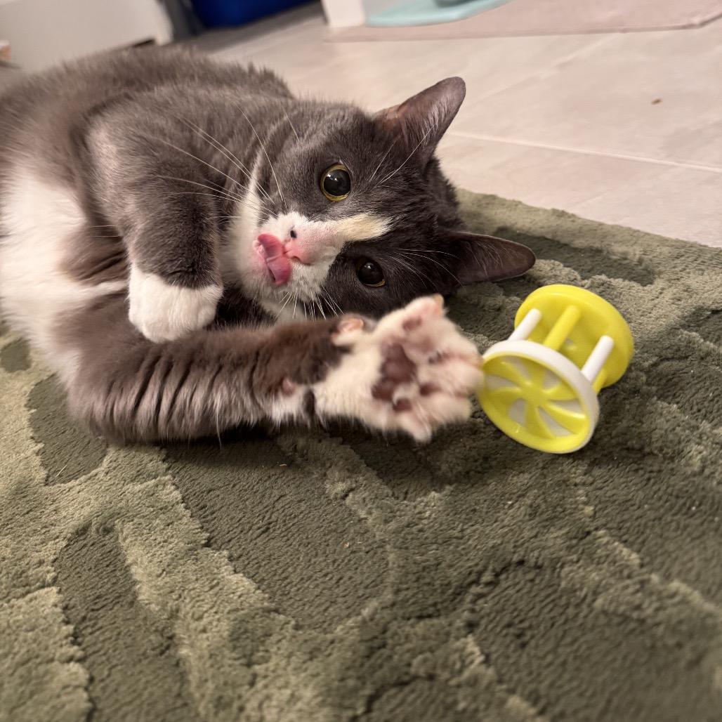 Hattie Mae, a Adoptable Domestic Short Hair in Nashville, TN image 2/6