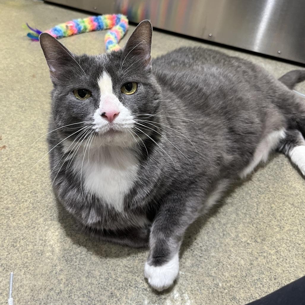 Hattie Mae, a Adoptable Domestic Short Hair in Nashville, TN image 3/6