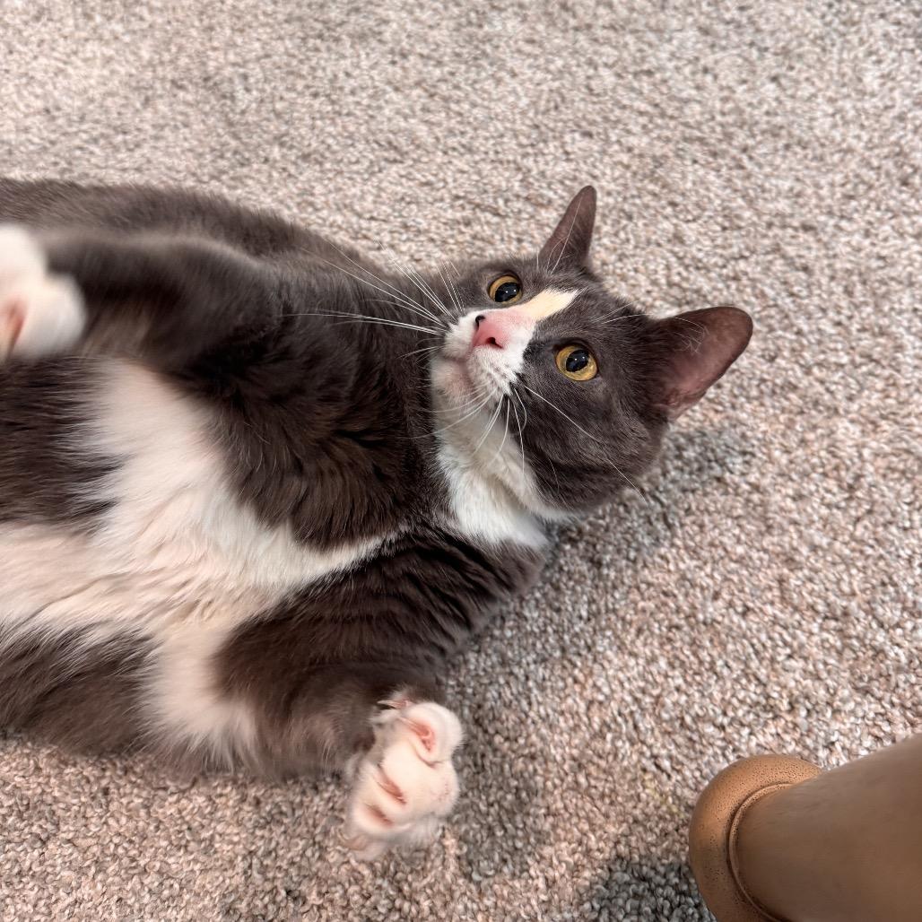 Hattie Mae, Adoptable, Adult Female Domestic Short Hair.