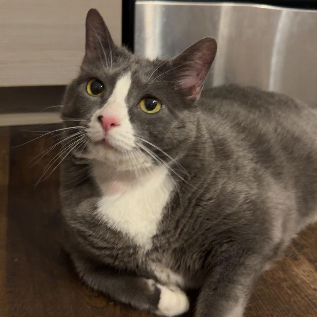 Hattie Mae, a Adoptable Domestic Short Hair in Nashville, TN image 2/6