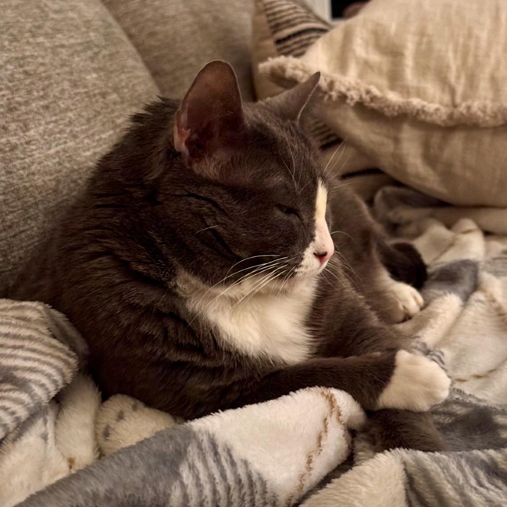 Hattie Mae, a Adoptable Domestic Short Hair in Nashville, TN image 3/6