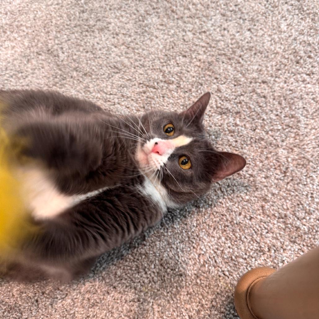 Hattie Mae, a Adoptable Domestic Short Hair in Nashville, TN image 4/6