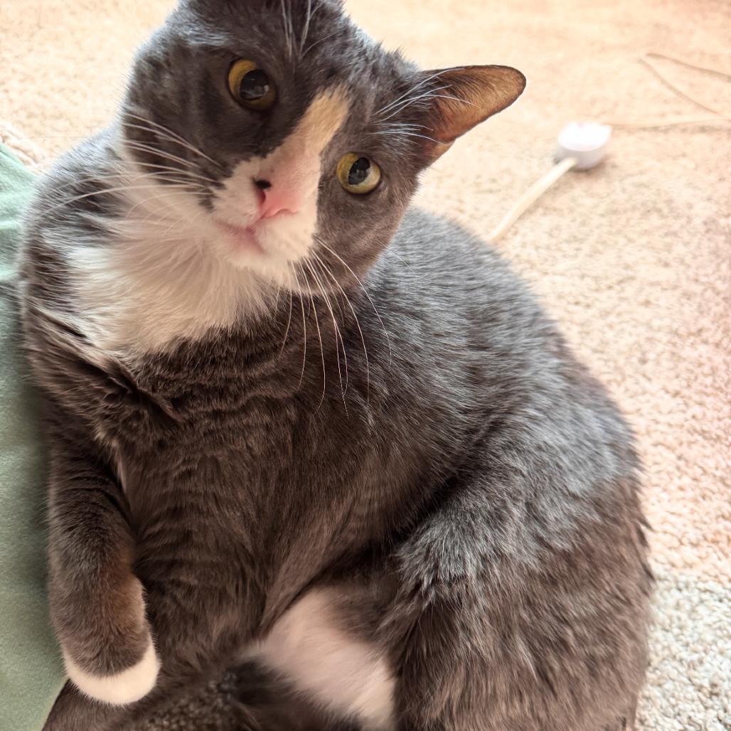 Hattie Mae, a Adoptable Domestic Short Hair in Nashville, TN image 5/6