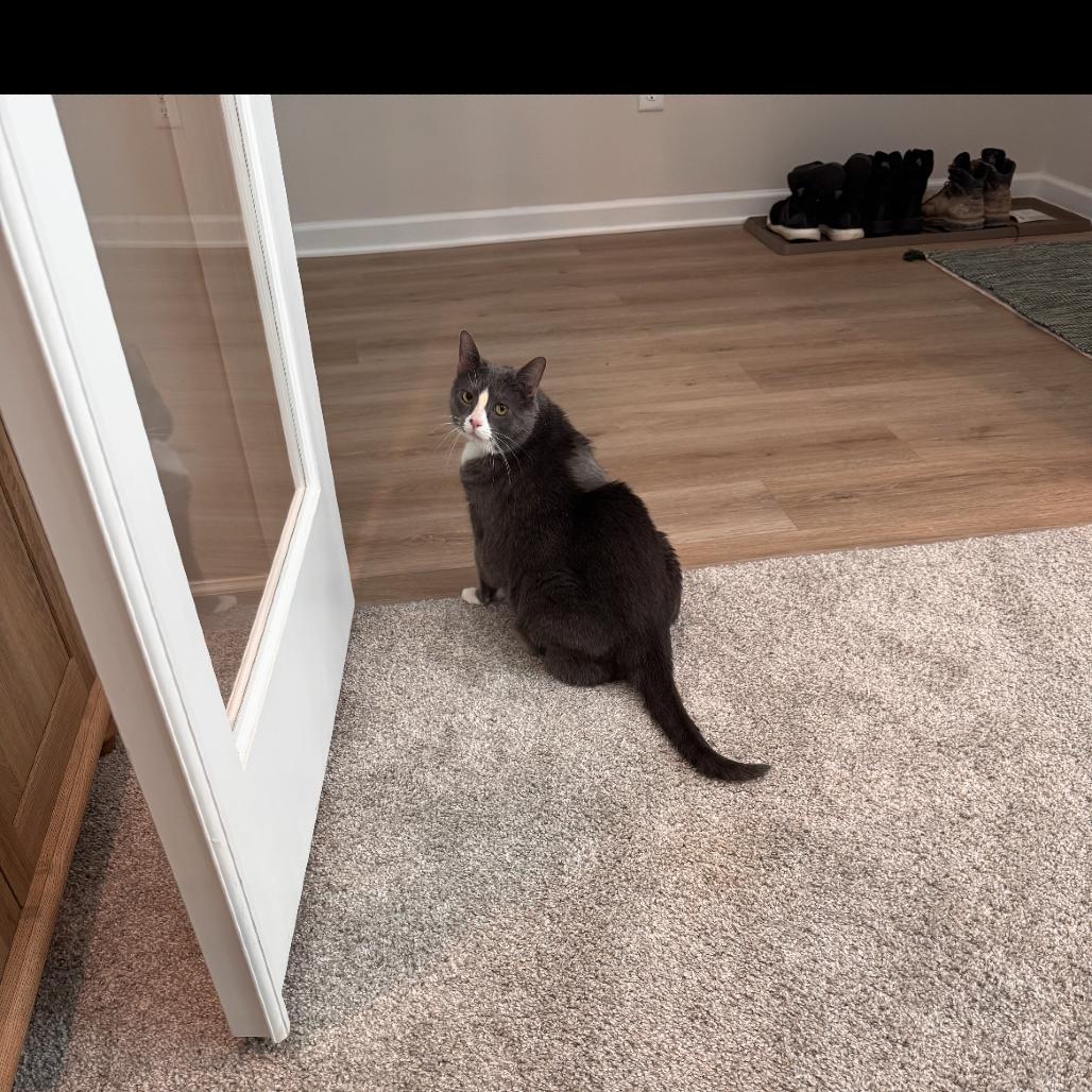 Hattie Mae, a Adoptable Domestic Short Hair in Nashville, TN image 4/6