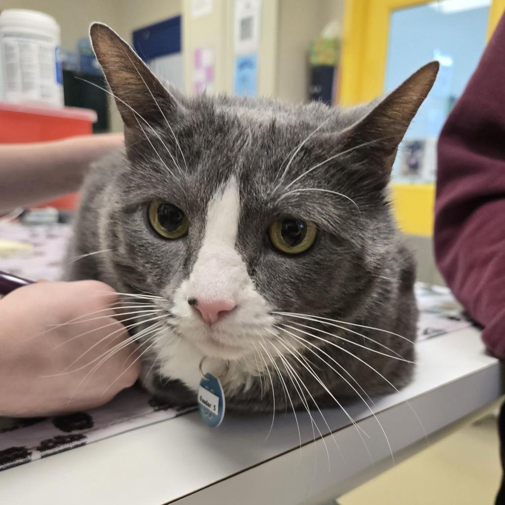 Hattie Mae, a Adoptable Domestic Short Hair in Nashville, TN image 6/6