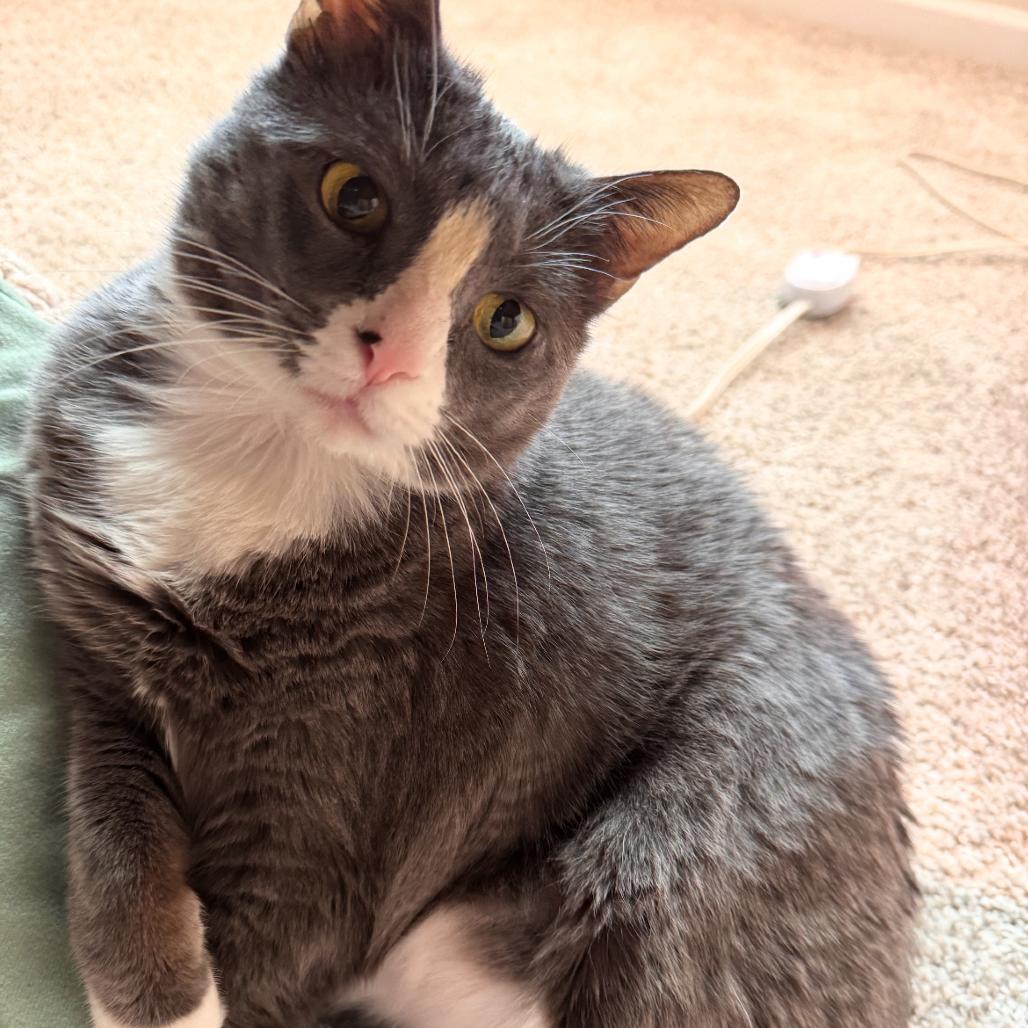 Hattie Mae, a Adoptable Domestic Short Hair in Nashville, TN image 6/6