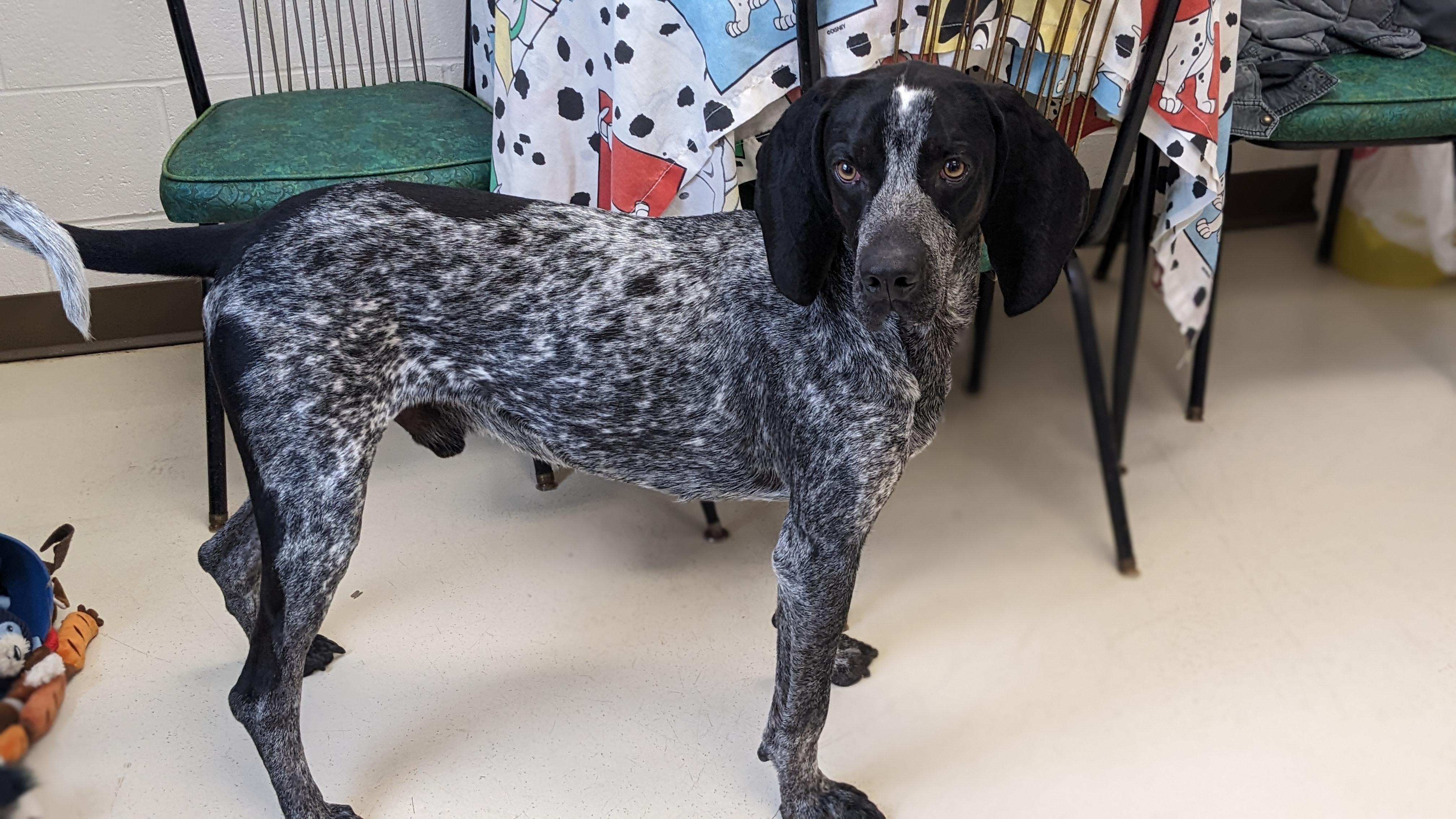 Enlarge Hector , an adopted Bluetick Coonhound in Springfield, OH image 2/3