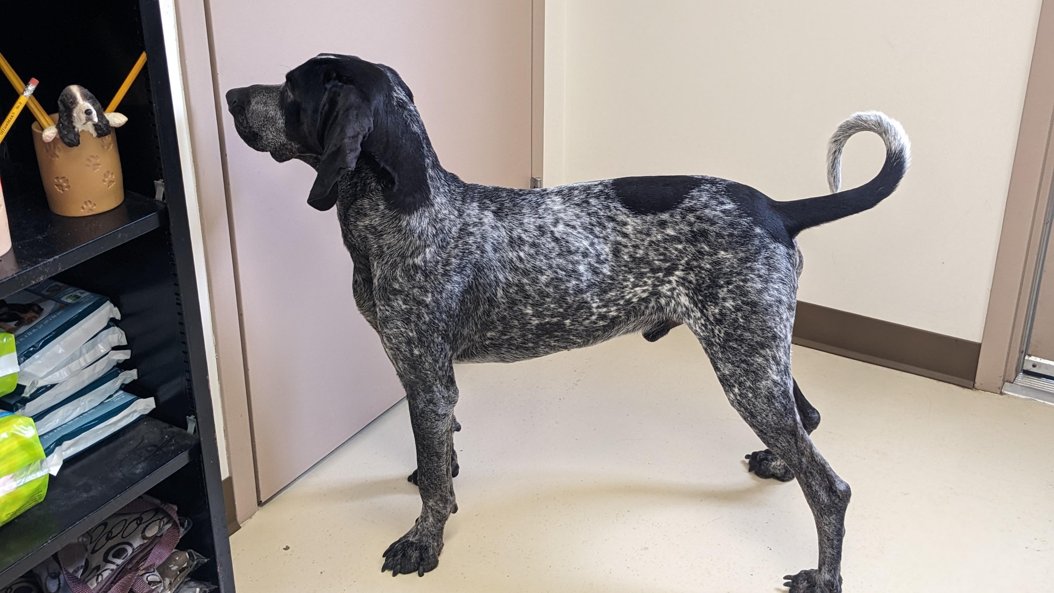 Enlarge Hector , an adopted Bluetick Coonhound in Springfield, OH image 3/3
