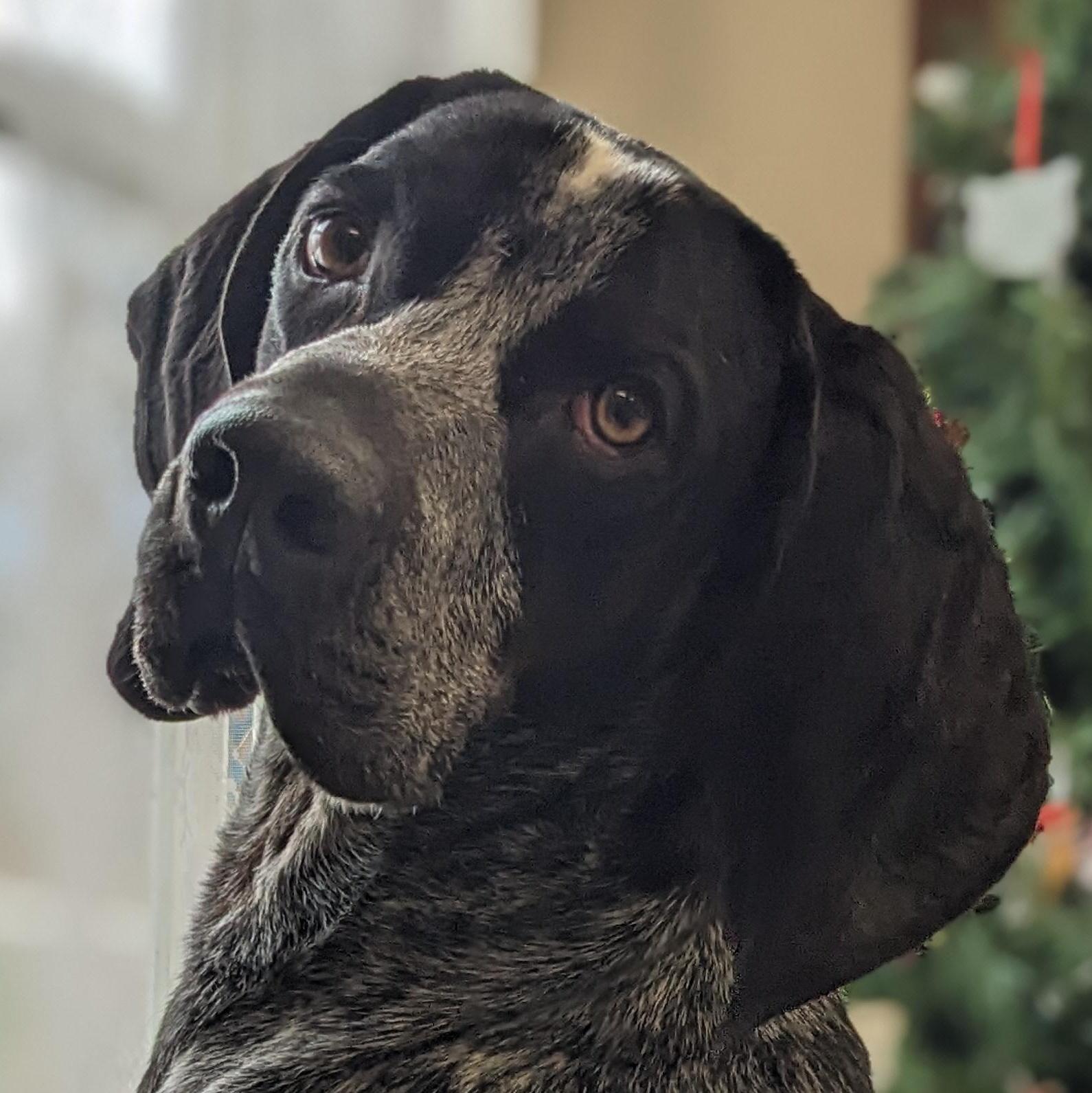 Enlarge Hector , an adopted Bluetick Coonhound in Springfield, OH image 1/3