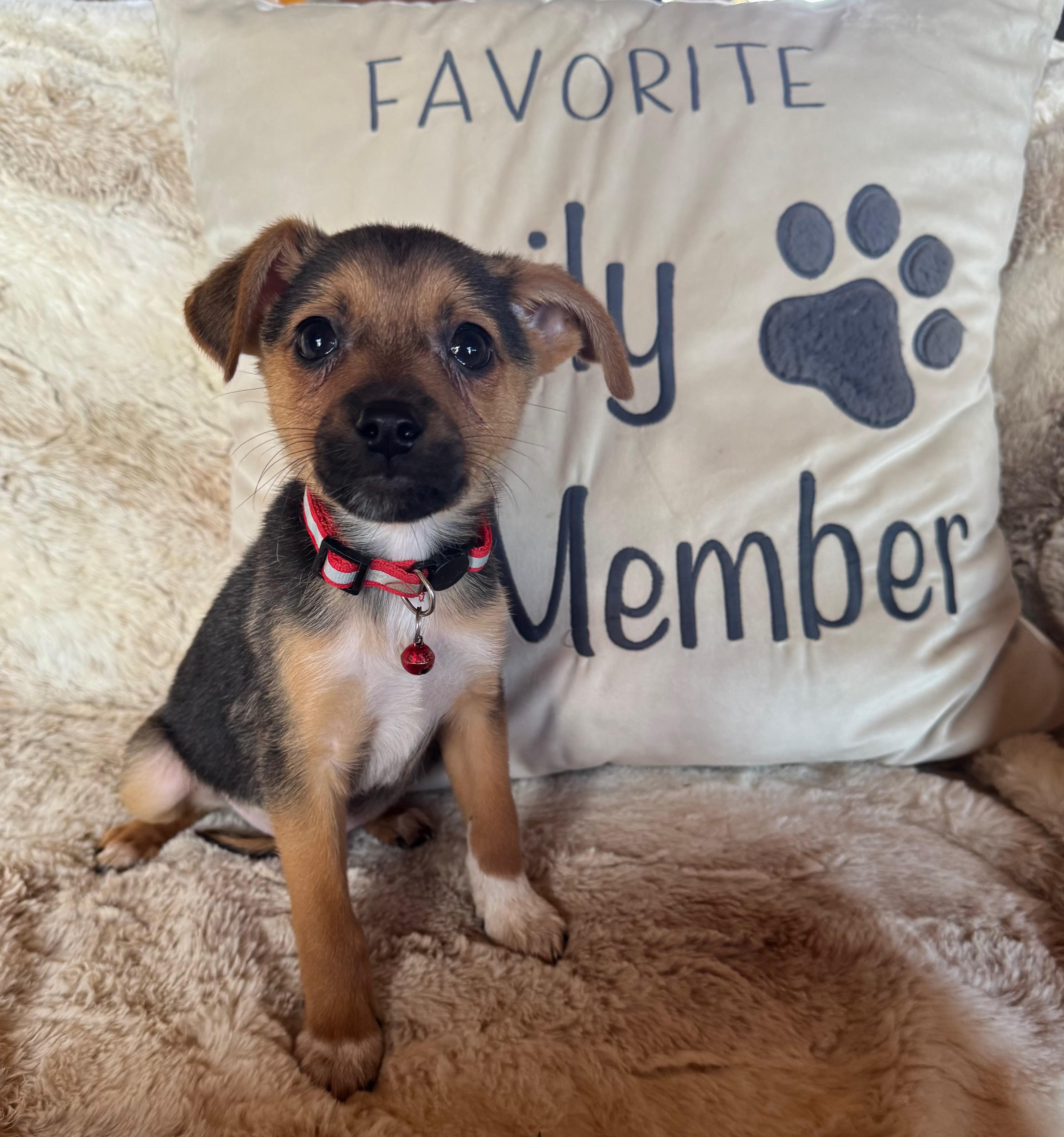 Enlarge Meadow, a ADOPTABLE mixed breed in Coarsegold, CA image 1/2