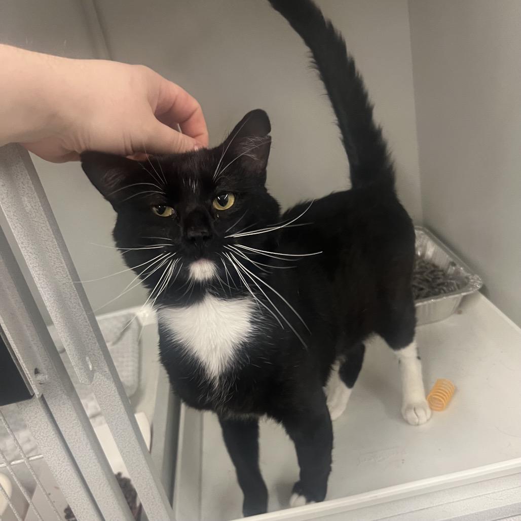 Lucci, Adoptable, Young Male Domestic Short Hair.