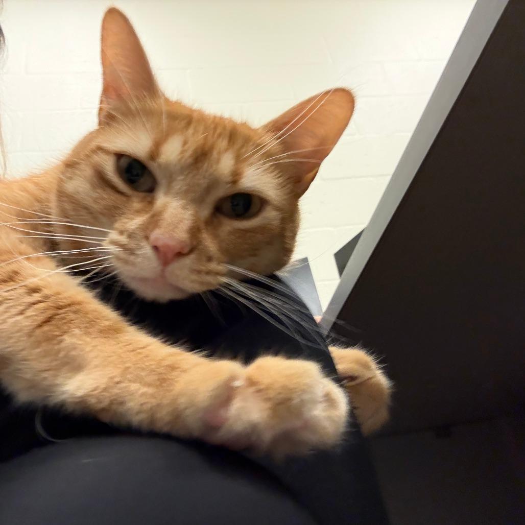 Enlarge Quinn, a Adoptable Domestic Short Hair in Sarasota, FL image 1/6