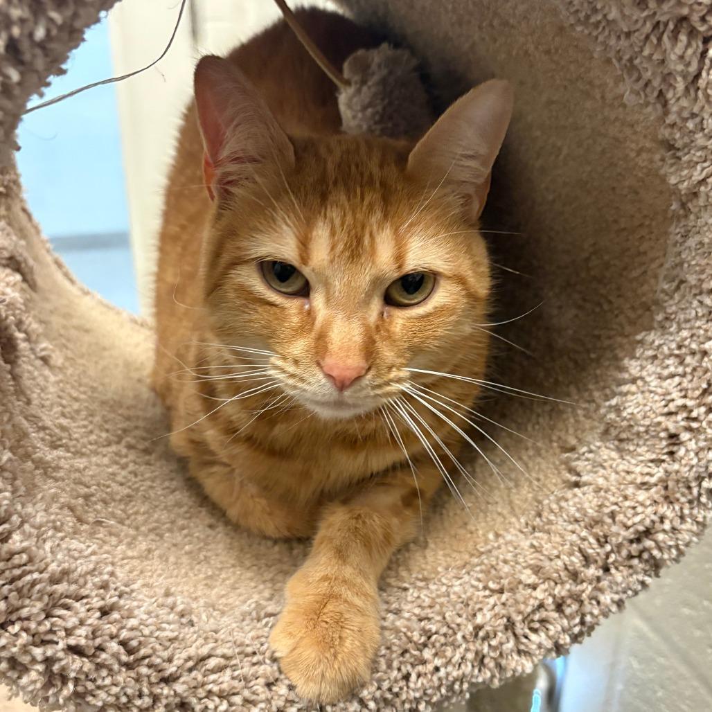 Enlarge Quinn, a Adoptable Domestic Short Hair in Sarasota, FL image 2/6
