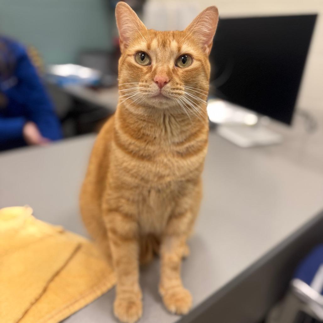 Enlarge Quinn, a Adoptable Domestic Short Hair in Sarasota, FL image 3/6