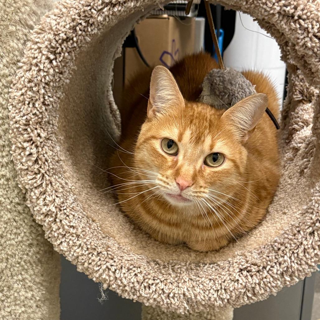 Enlarge Quinn, a Adoptable Domestic Short Hair in Sarasota, FL image 4/6