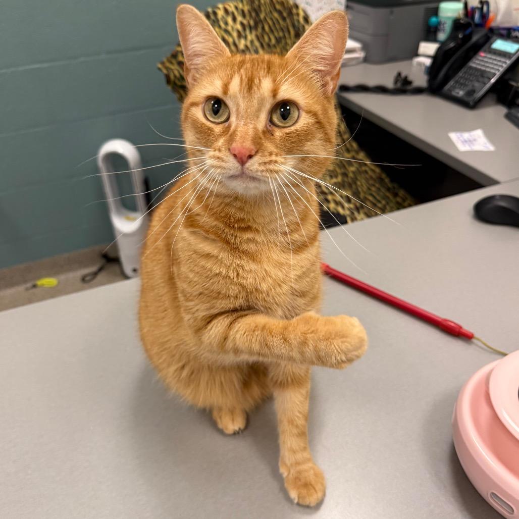 Enlarge Quinn, a Adoptable Domestic Short Hair in Sarasota, FL image 5/6