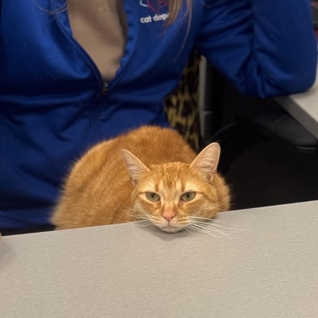 Enlarge Quinn, a Adoptable Domestic Short Hair in Sarasota, FL image 5/6