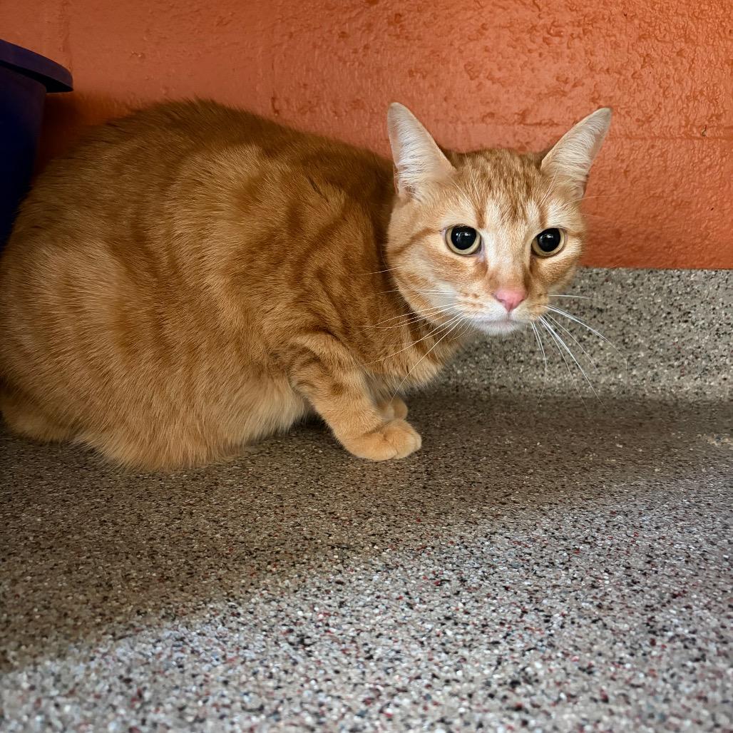 Enlarge Quinn, a Adoptable Domestic Short Hair in Sarasota, FL image 6/6