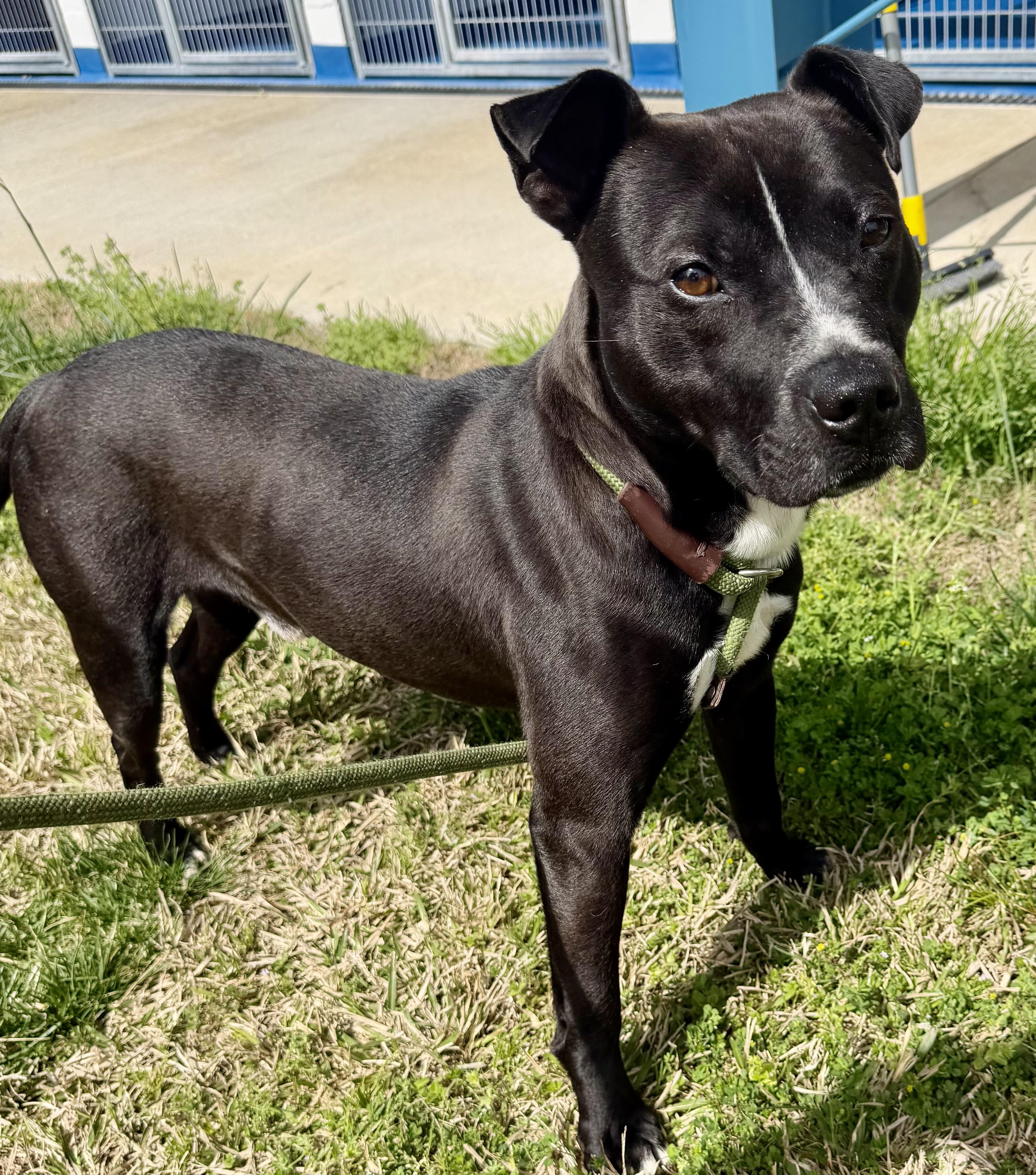 Enlarge Beso, a ADOPTABLE mixed breed in Lancaster, SC image 6/6