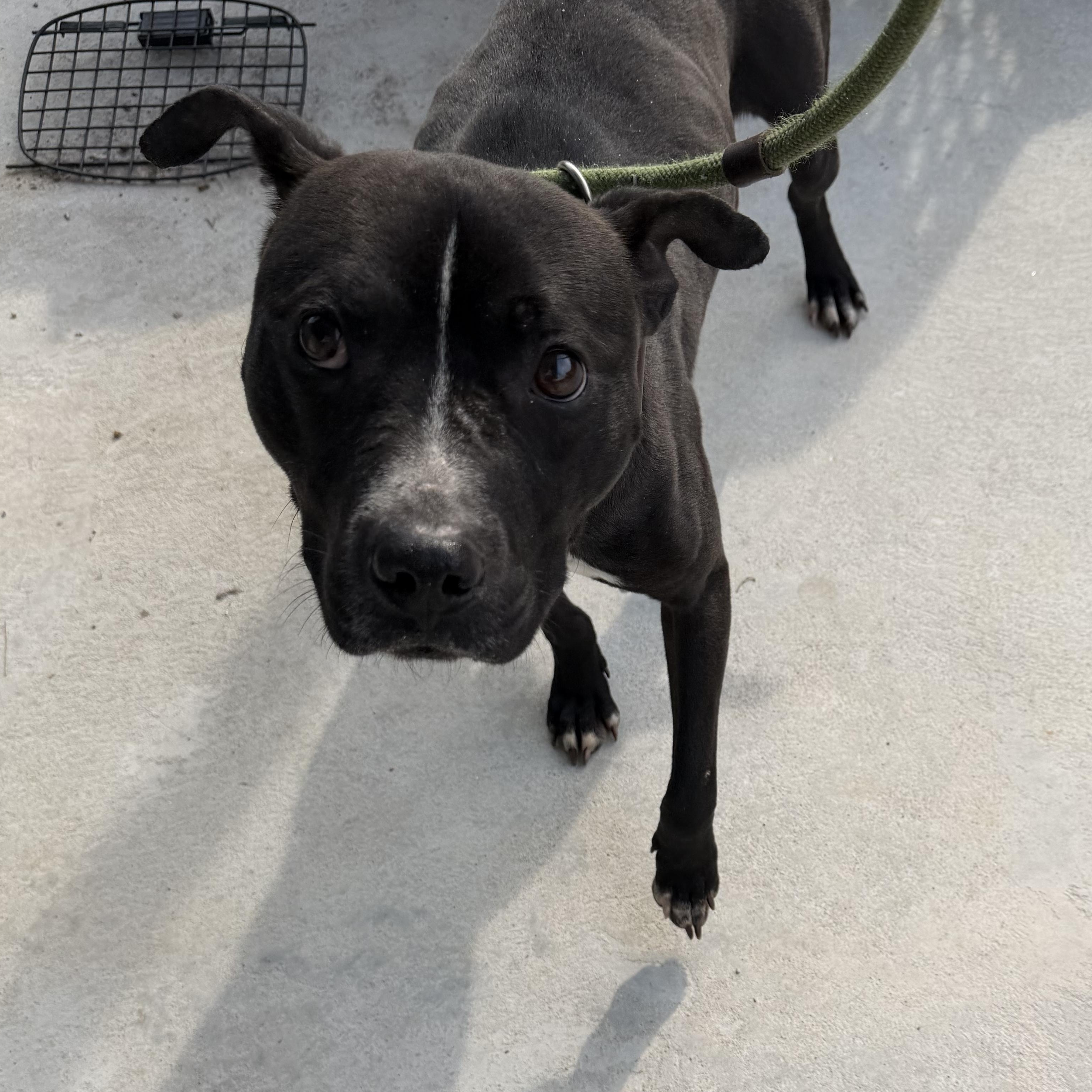 Enlarge Beso, a ADOPTABLE mixed breed in Lancaster, SC image 3/4