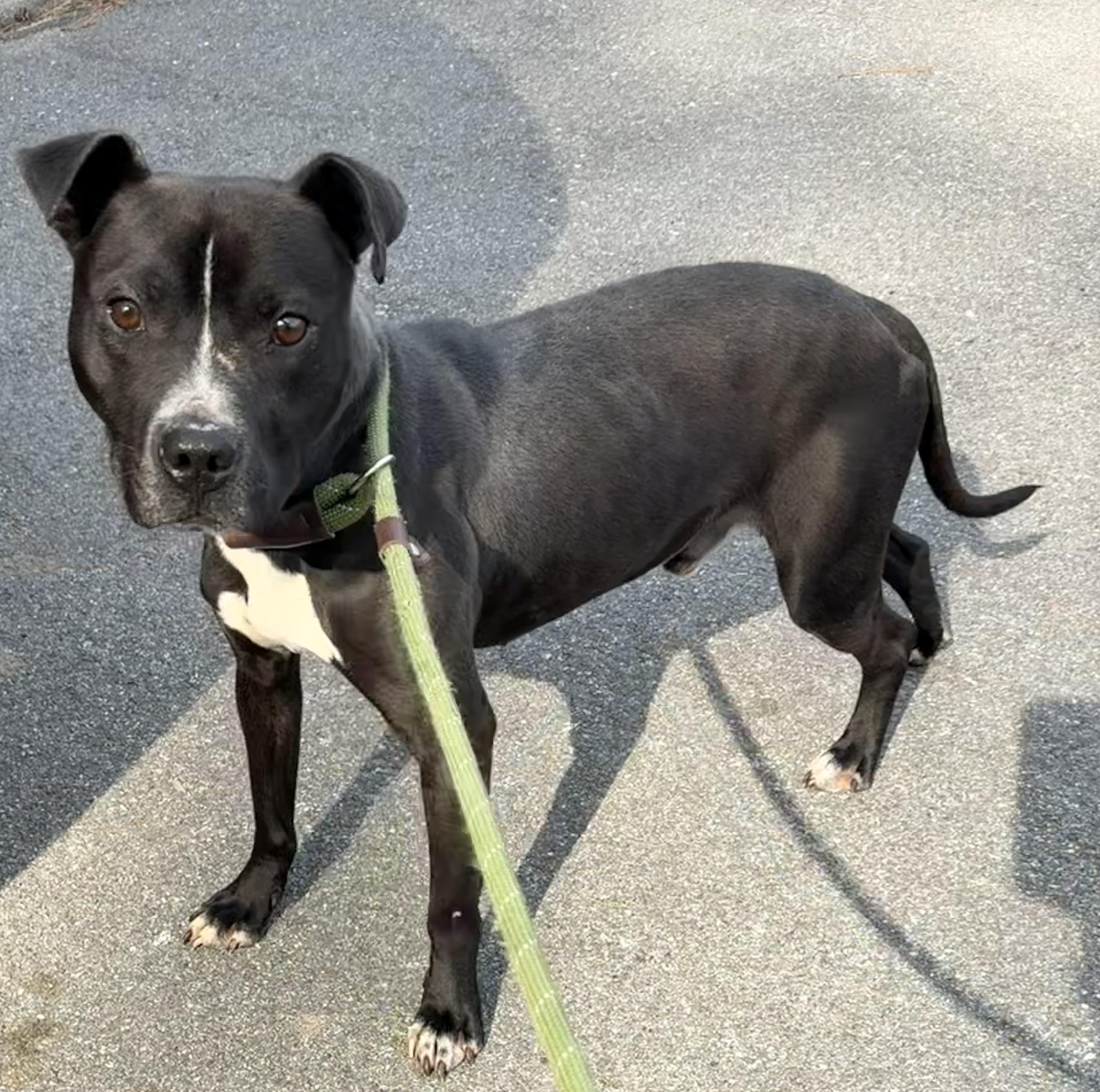 Beso, ADOPTABLE, Adult Male Terrier.