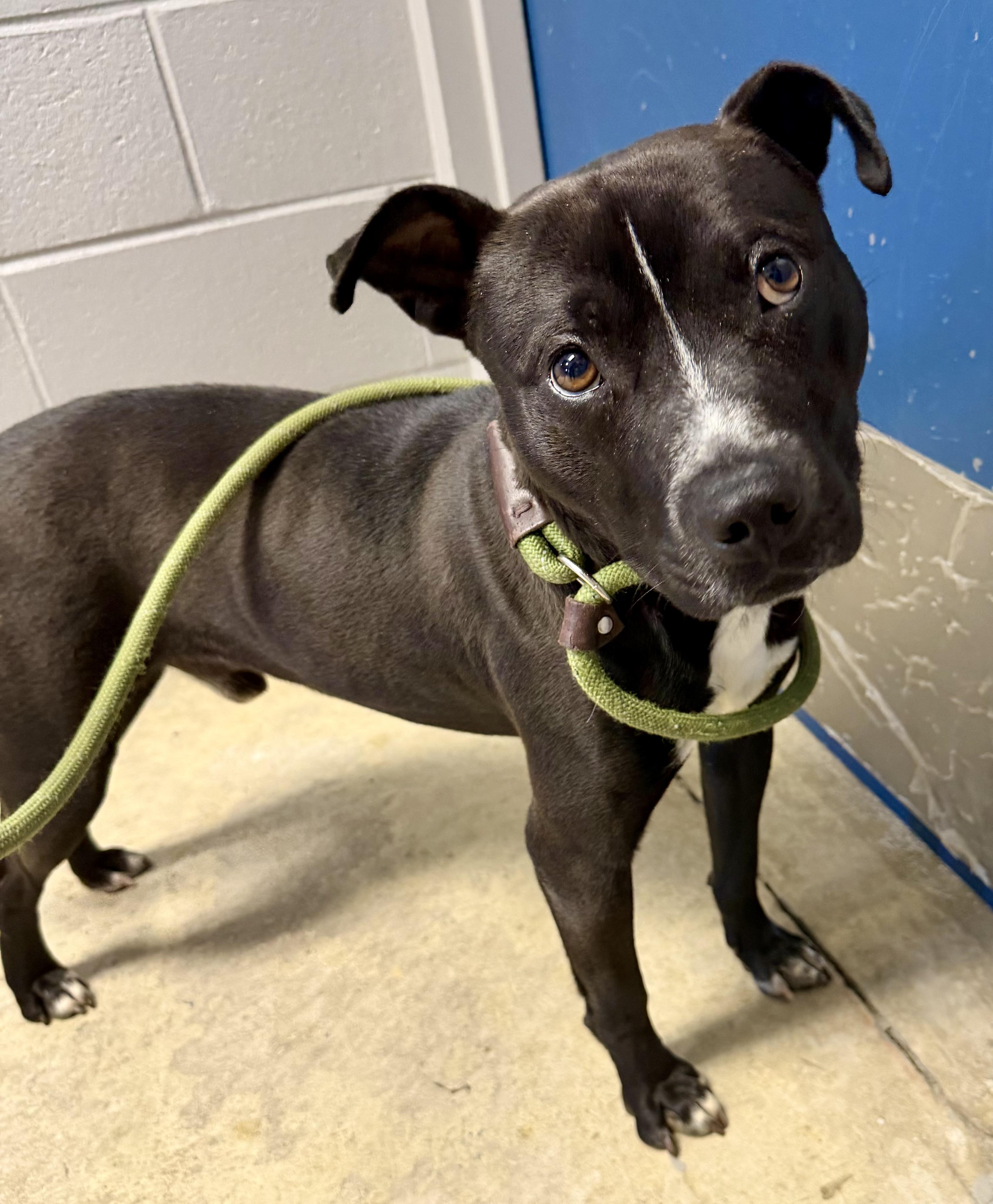 Enlarge Beso, a ADOPTABLE mixed breed in Lancaster, SC image 1/6