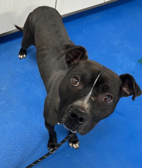 Enlarge Beso, a ADOPTABLE mixed breed in Lancaster, SC image 4/4