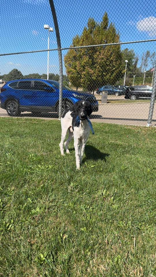 Kobe, a Adoptable Standard Poodle in Zanesville, OH image 1/3