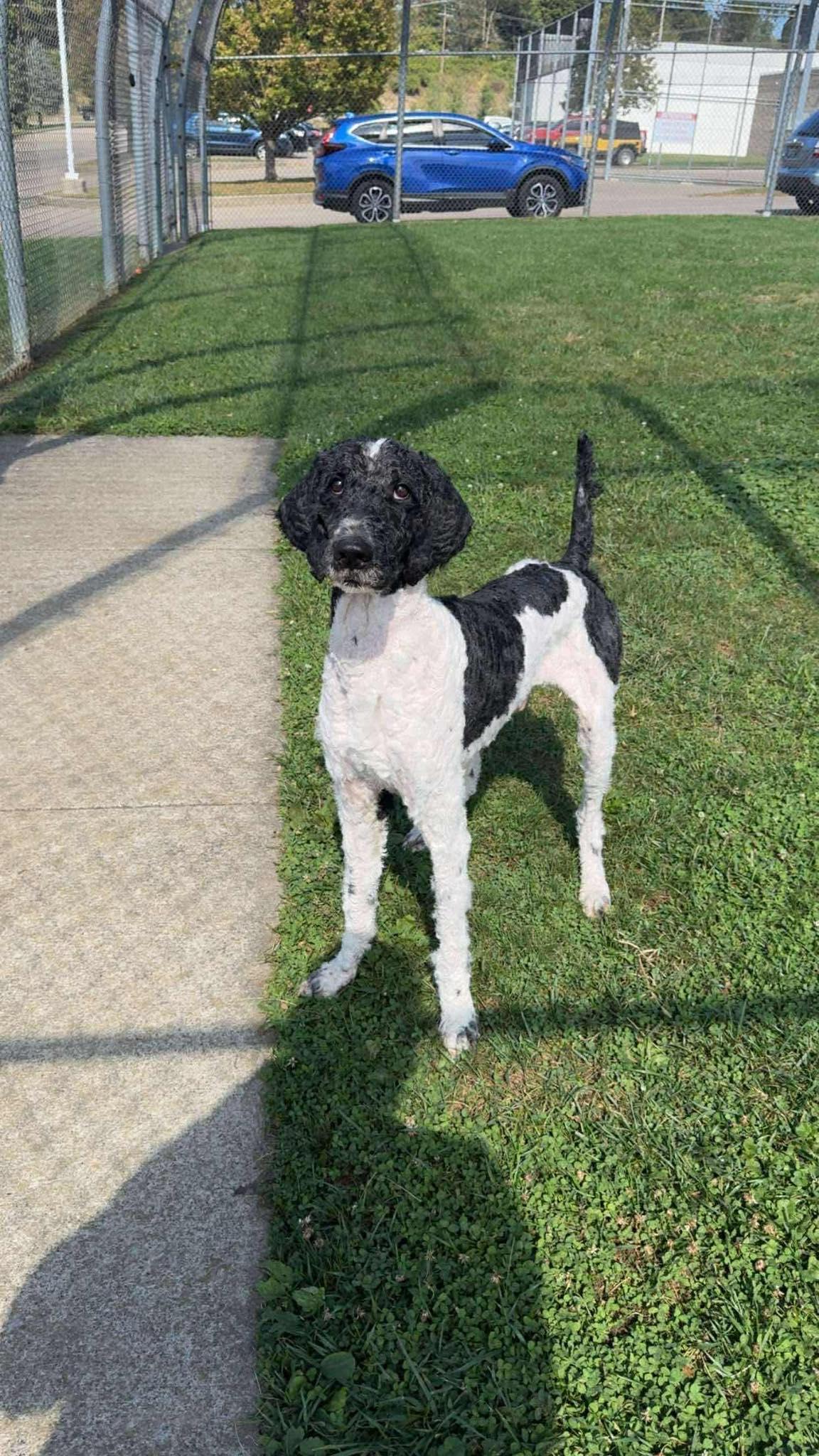 Kobe, a Adoptable Standard Poodle in Zanesville, OH image 2/3
