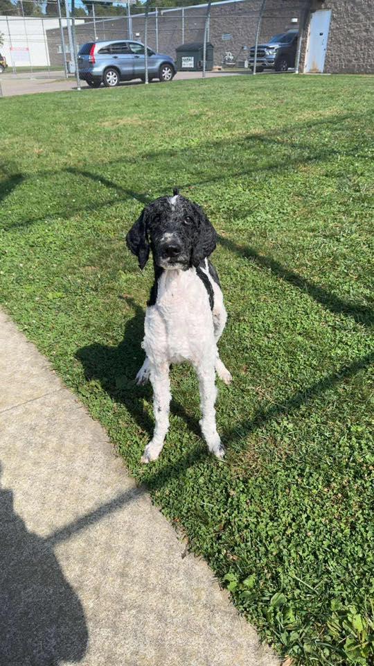 Kobe, Adoptable, Adult Male Standard Poodle.