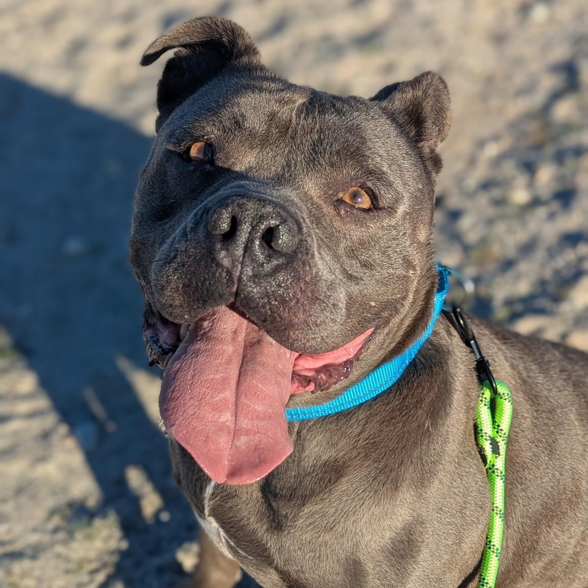 Enlarge Phantom, a ADOPTABLE mixed breed in Ferndale, WA image 1/3