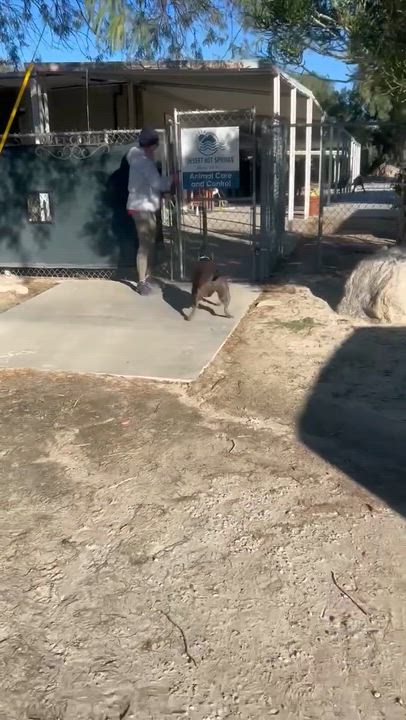 Enlarge Phantom, a ADOPTABLE mixed breed in Ferndale, WA video 3/3