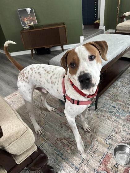 Akai — thumbnail 2