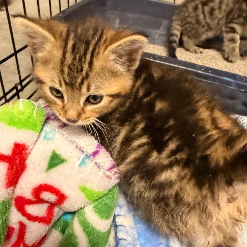 Al Pacino, Adoptable, Kitten Male Domestic Medium Hair.