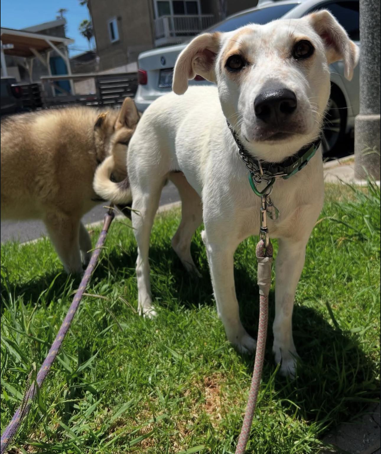 Enlarge Daphne, a Adoptable mixed breed in Beverly Hills, CA image 2/6