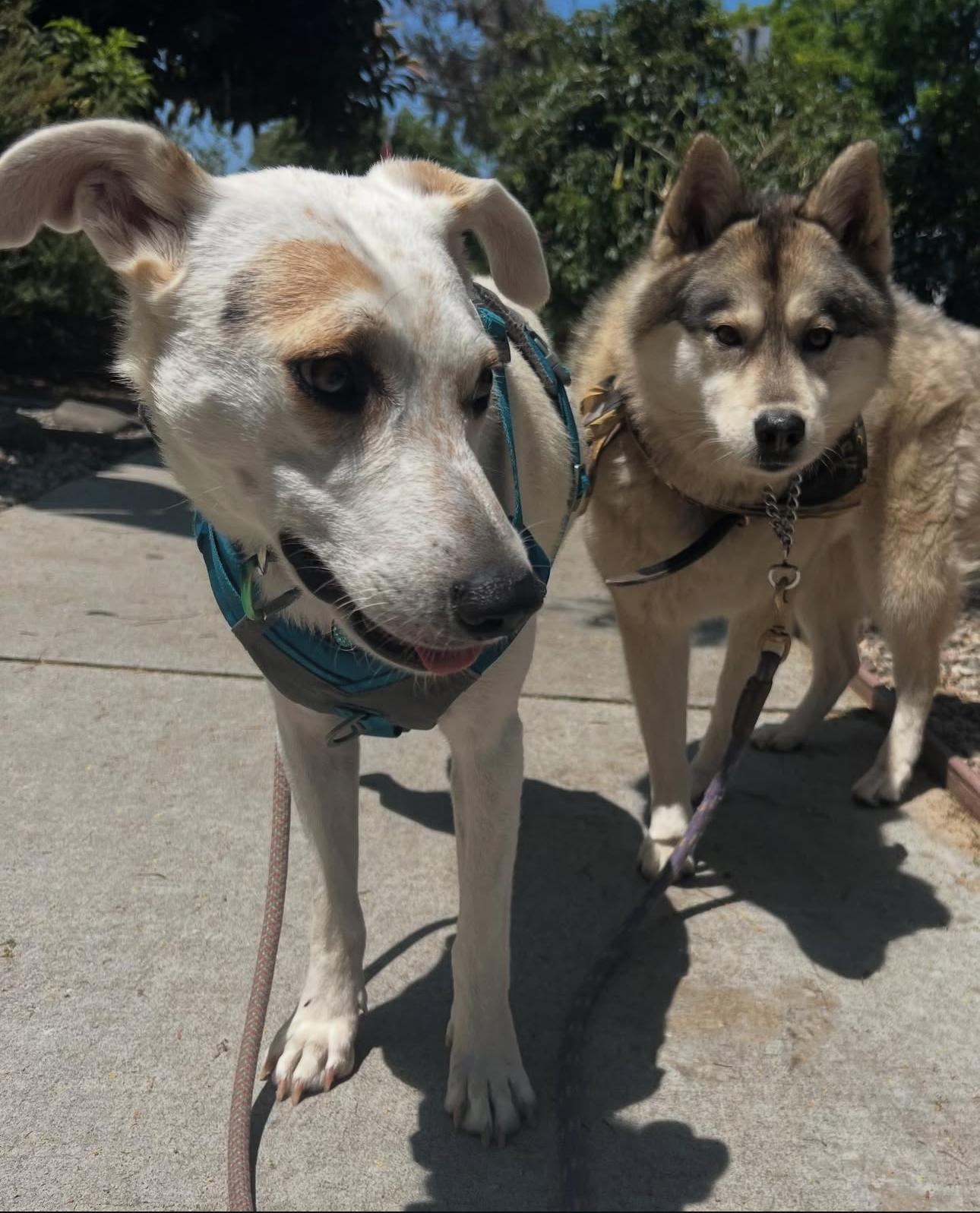 Enlarge Daphne, a Adoptable mixed breed in Beverly Hills, CA image 5/6