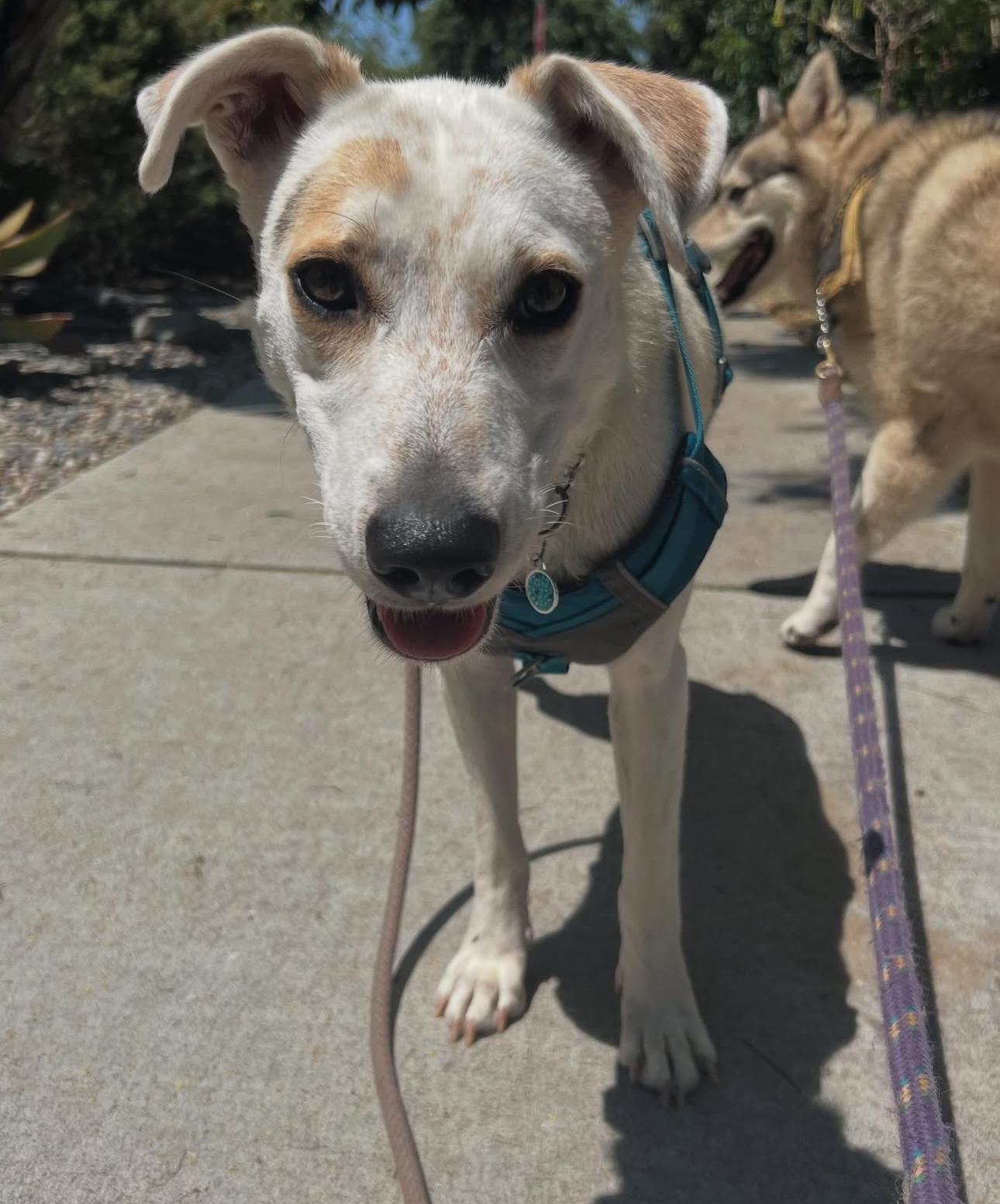 Enlarge Daphne, a Adoptable mixed breed in Beverly Hills, CA image 6/6