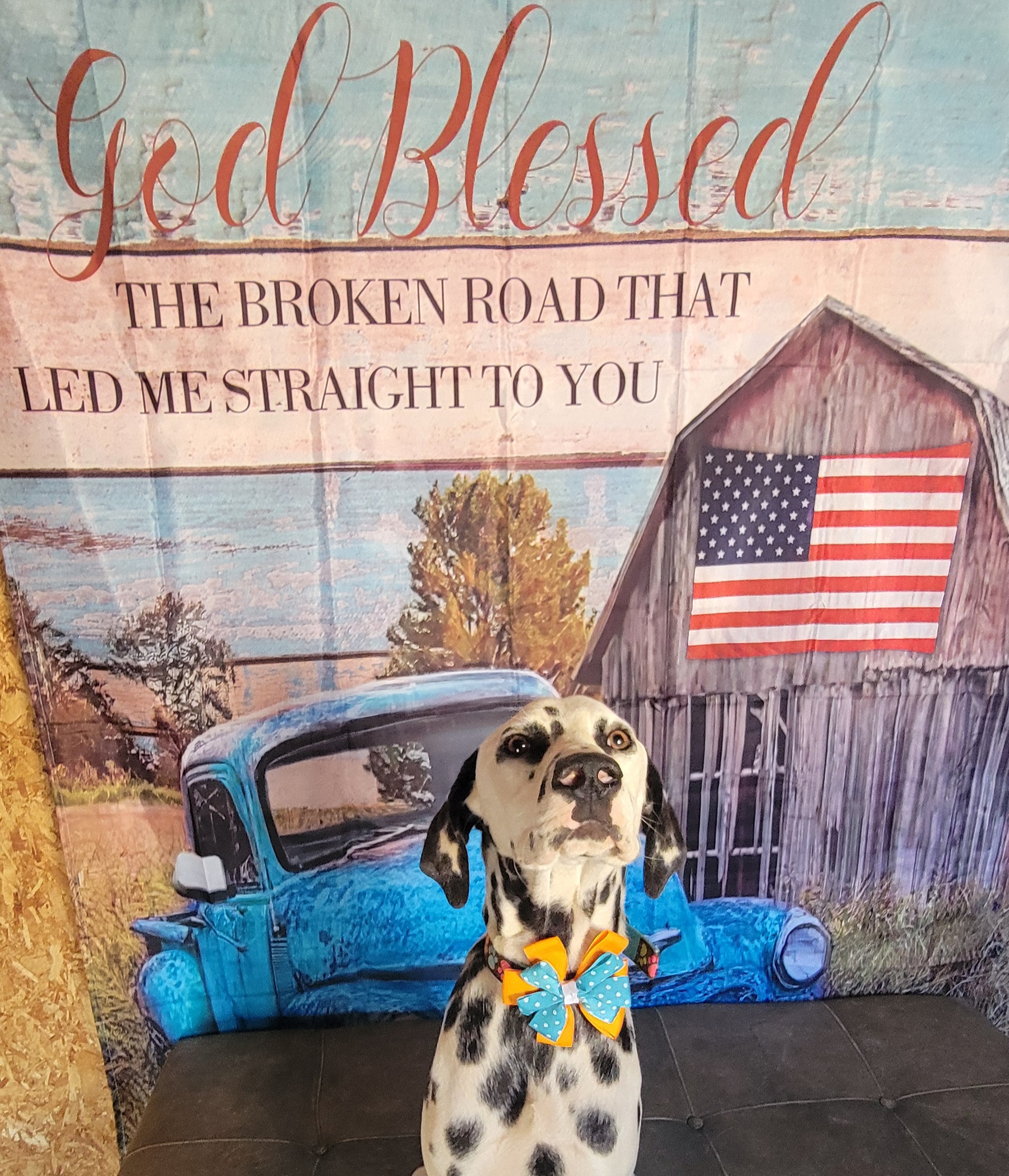 Lily, a Adopted Dalmatian in Lancaster, CA image 2/4