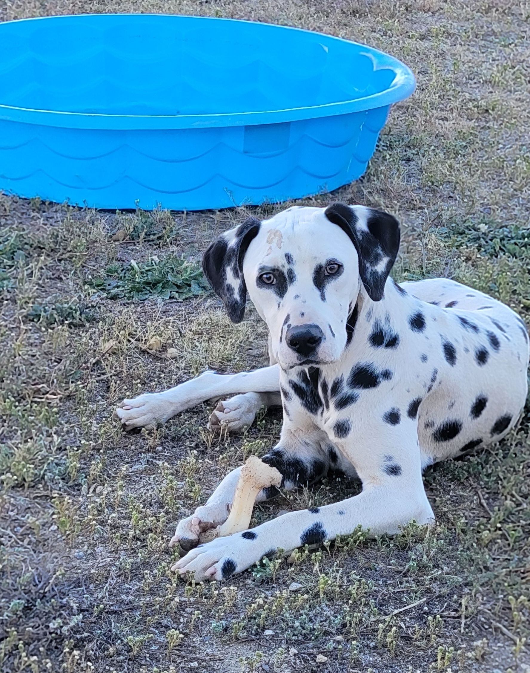 Lily, a Adopted Dalmatian in Lancaster, CA image 4/4