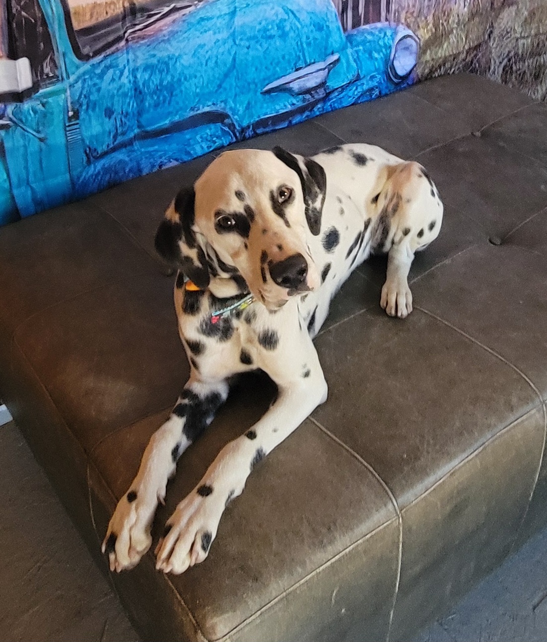 Lily, a Adopted Dalmatian in Lancaster, CA image 3/4