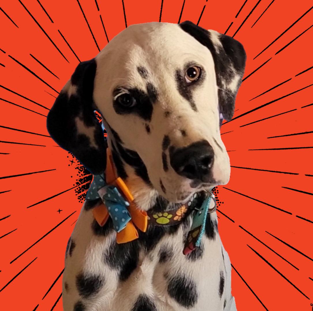 Lily, Adopted, Puppy Female Dalmatian.