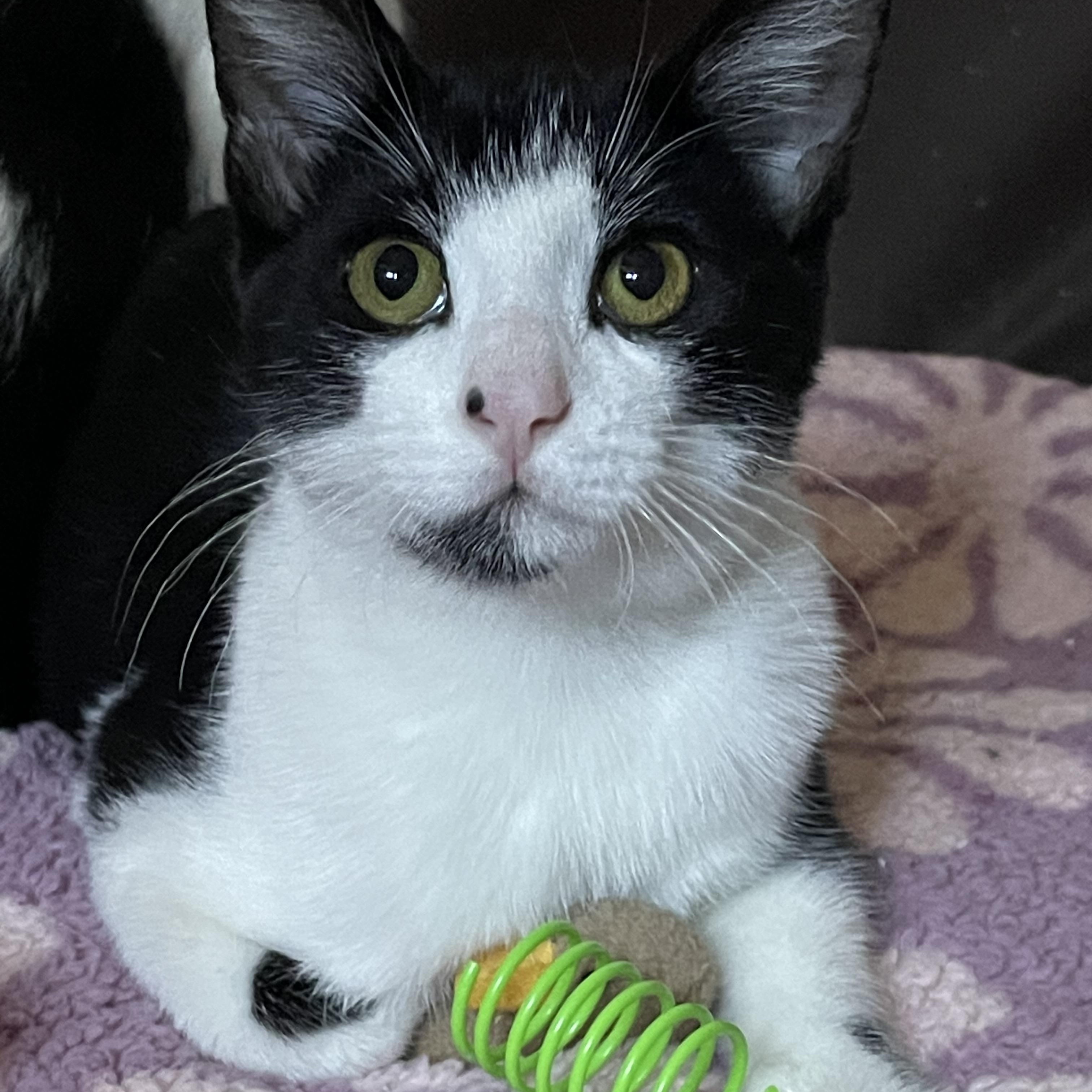 Enlarge TRACY & his mom CHRISSY, a Adoptable Domestic Short Hair in Pittsburgh, PA image 1/3
