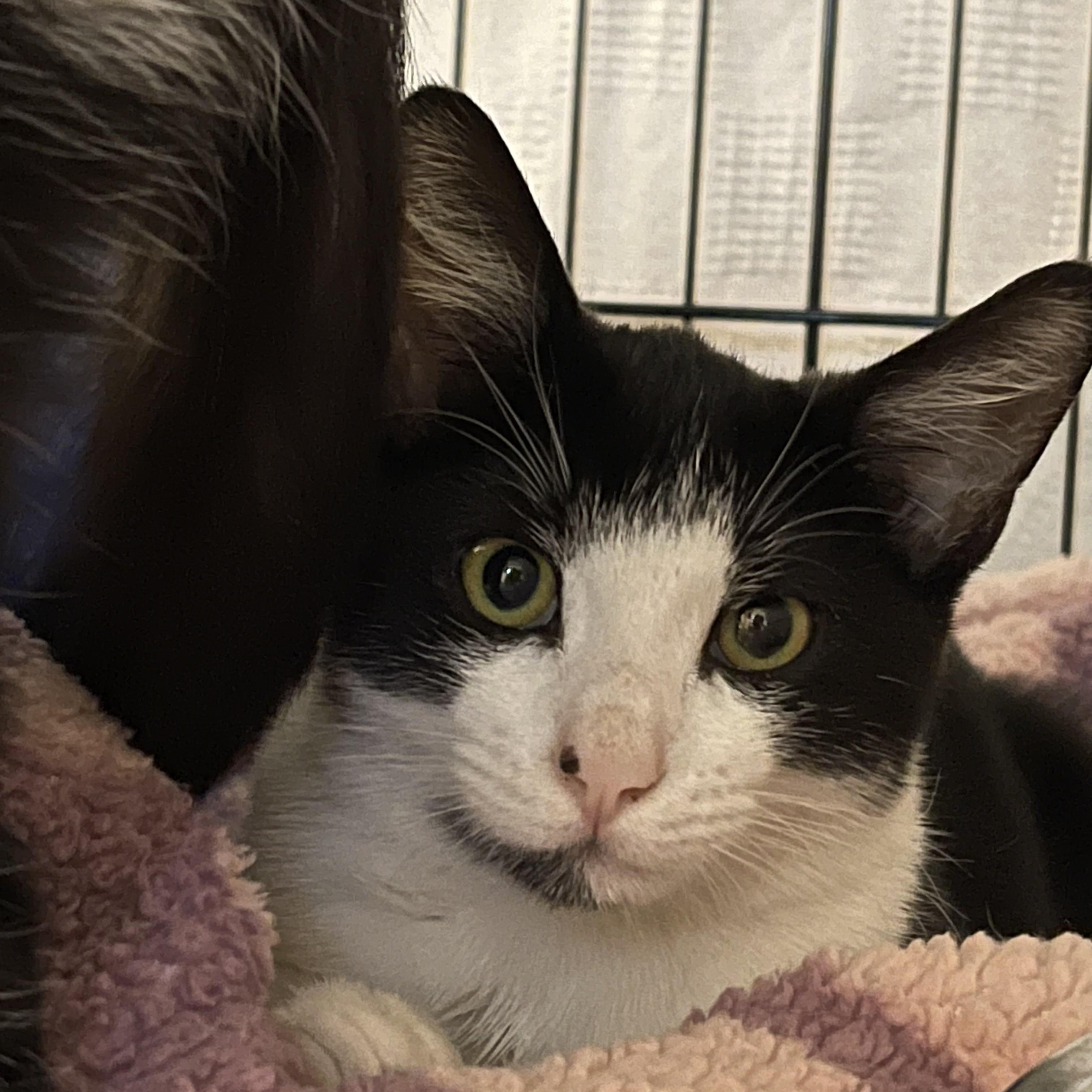 Enlarge TRACY & his mom CHRISSY, a Adoptable Domestic Short Hair in Pittsburgh, PA image 3/3