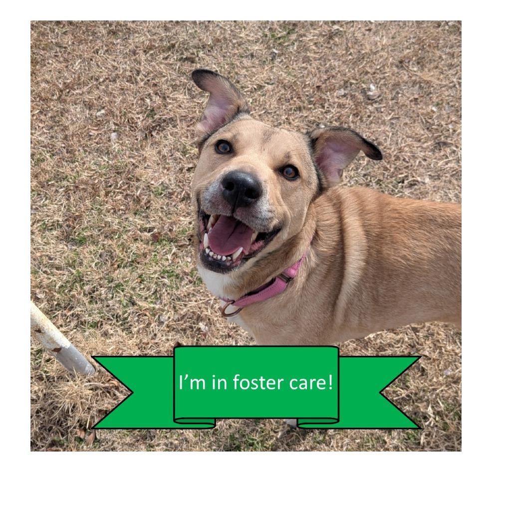 Celina, Adoptable, Adult Female Mixed Breed.