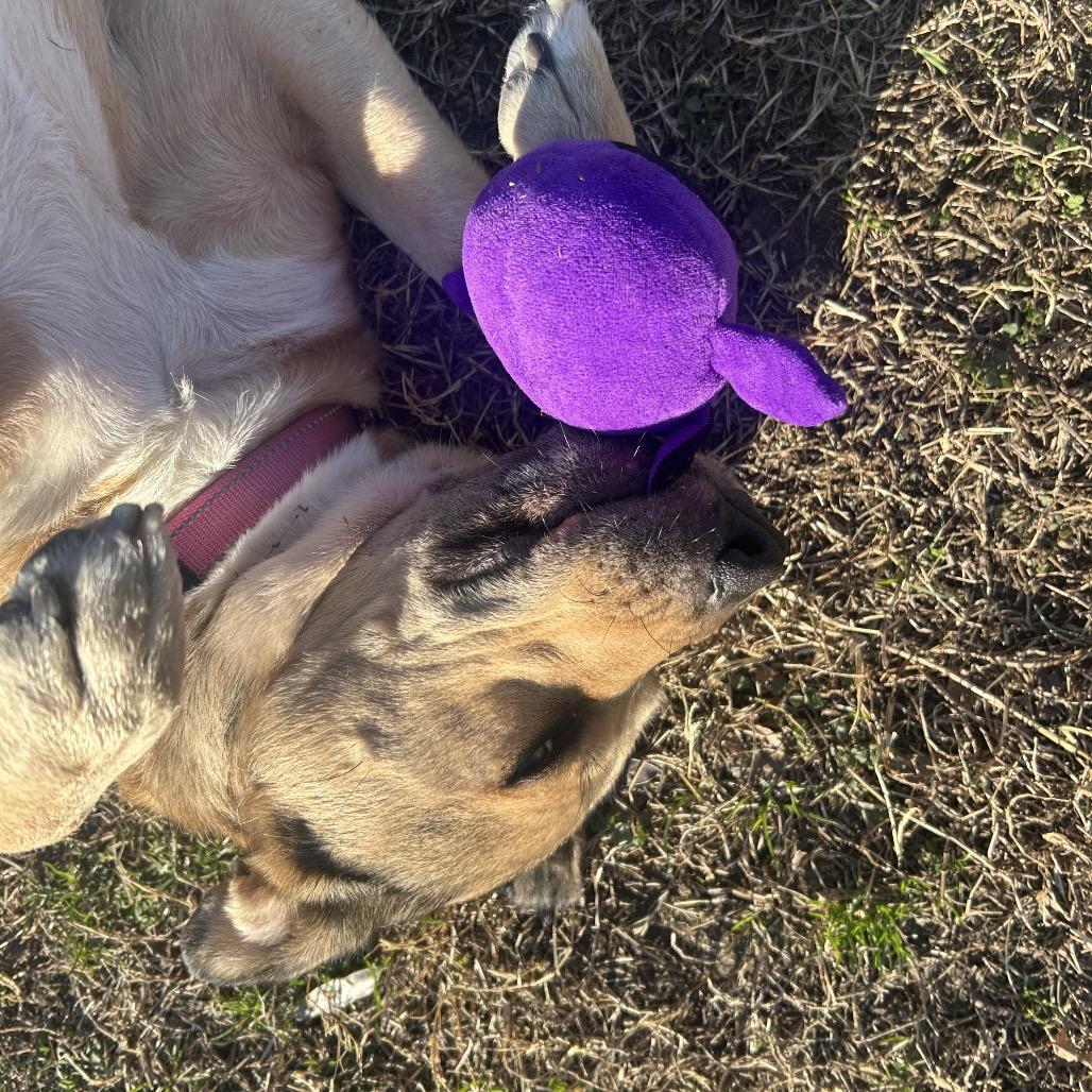 Celina, Adoptable, Adult Female Mixed Breed.