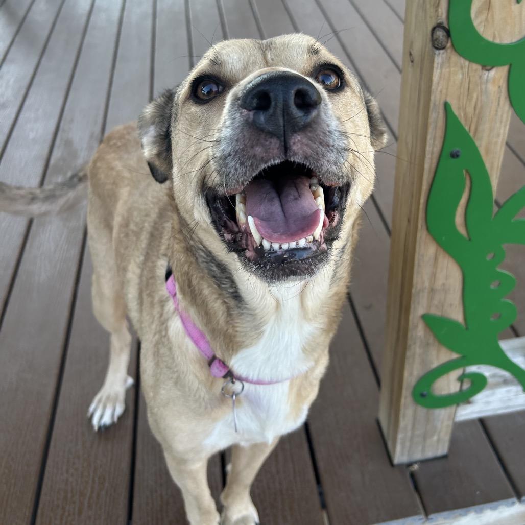 Celina, a Adoptable Mixed Breed in Tulsa, OK image 2/6