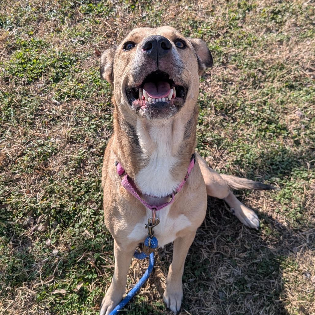 Celina, a Adoptable Mixed Breed in Tulsa, OK image 3/6