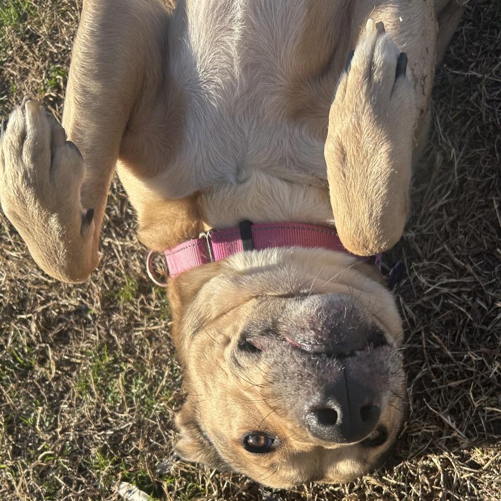 Celina, a Adoptable Mixed Breed in Tulsa, OK image 5/6