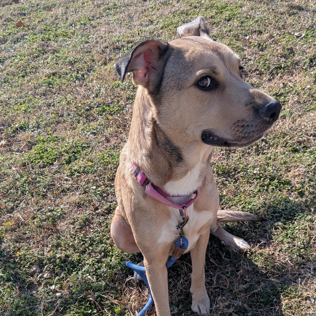 Celina, a Adoptable Mixed Breed in Tulsa, OK image 6/6